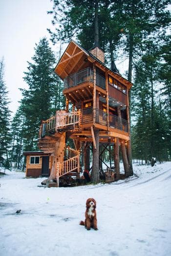 Forest view Tree house